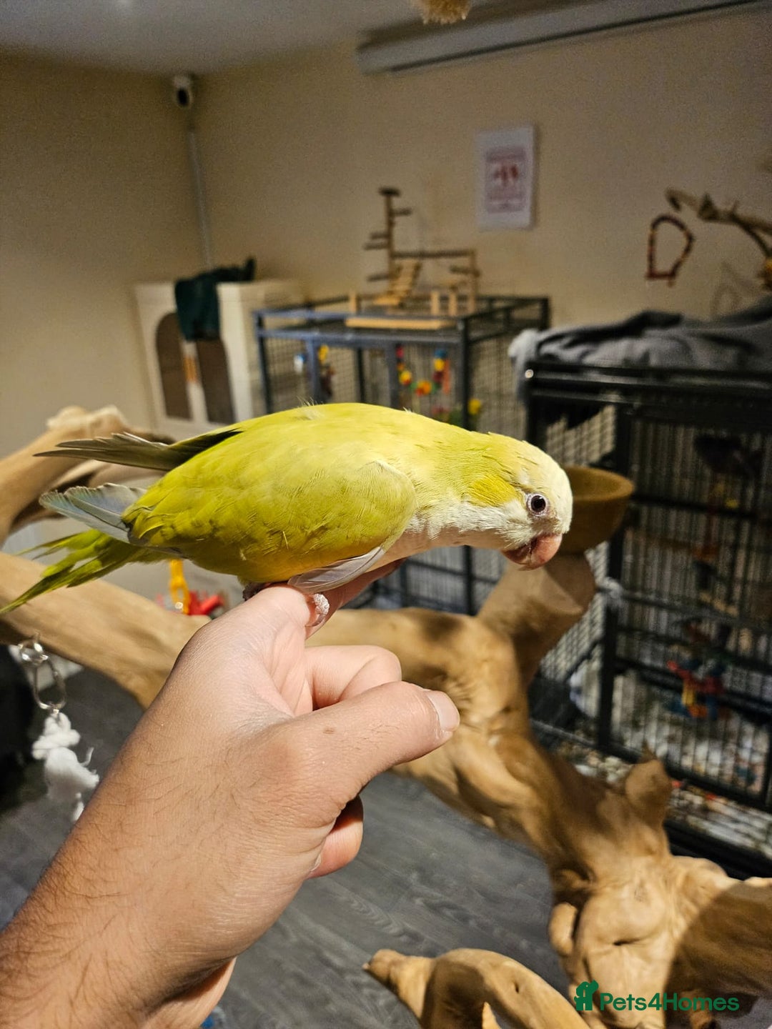 Budgerigars birds for sale: Beautiful Lime Green Quaker for sale!!! - Image 4