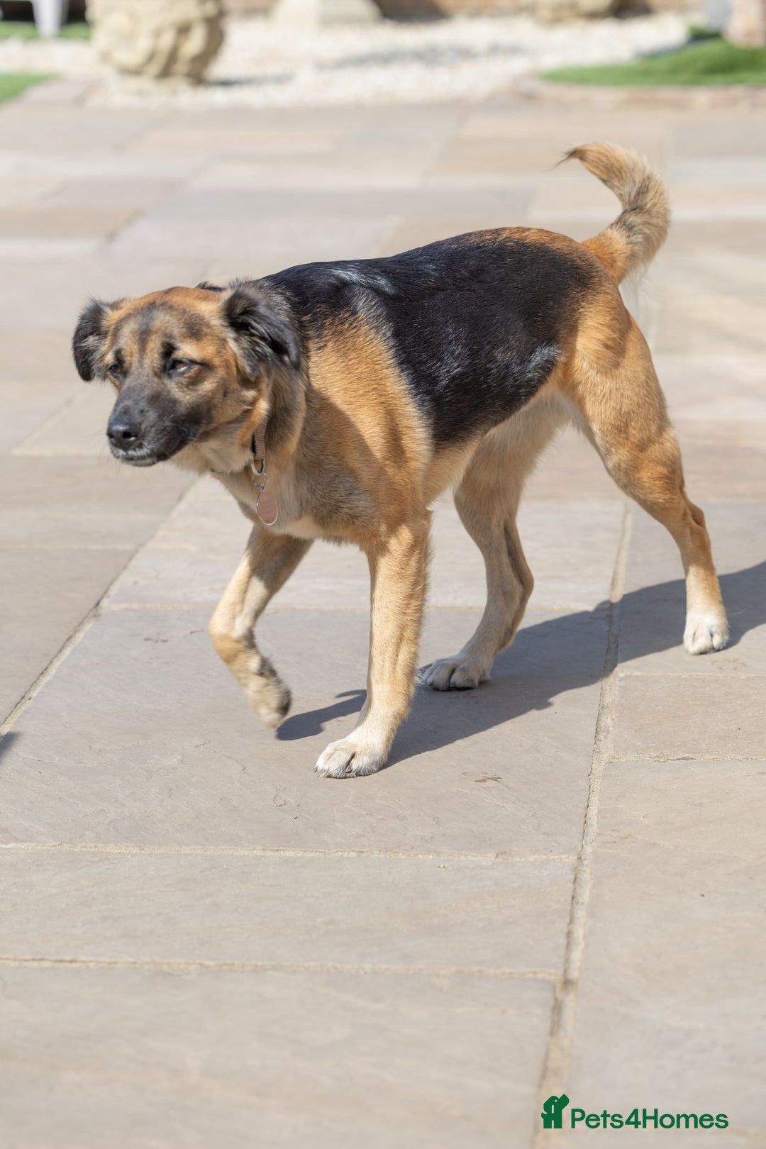 Mixed Breed dogs for adoption: Super Shelby - Image 11