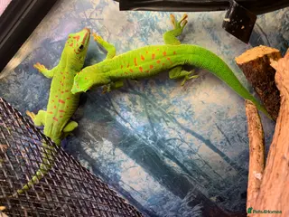 Gecko reptiles Giant Madagascan Day Gecko’s x2 - Advert 3
