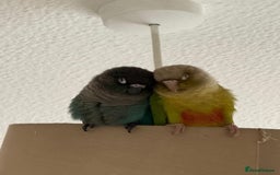 Conures birds for sale: 🦜 2 Conures for Sale – Bonded Pair 🦜 - Image 3