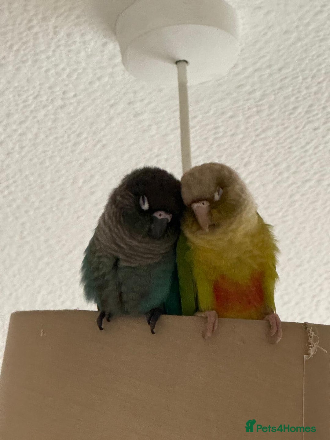 Conures birds for sale: 🦜 2 Conures for Sale – Bonded Pair 🦜 - Image 3