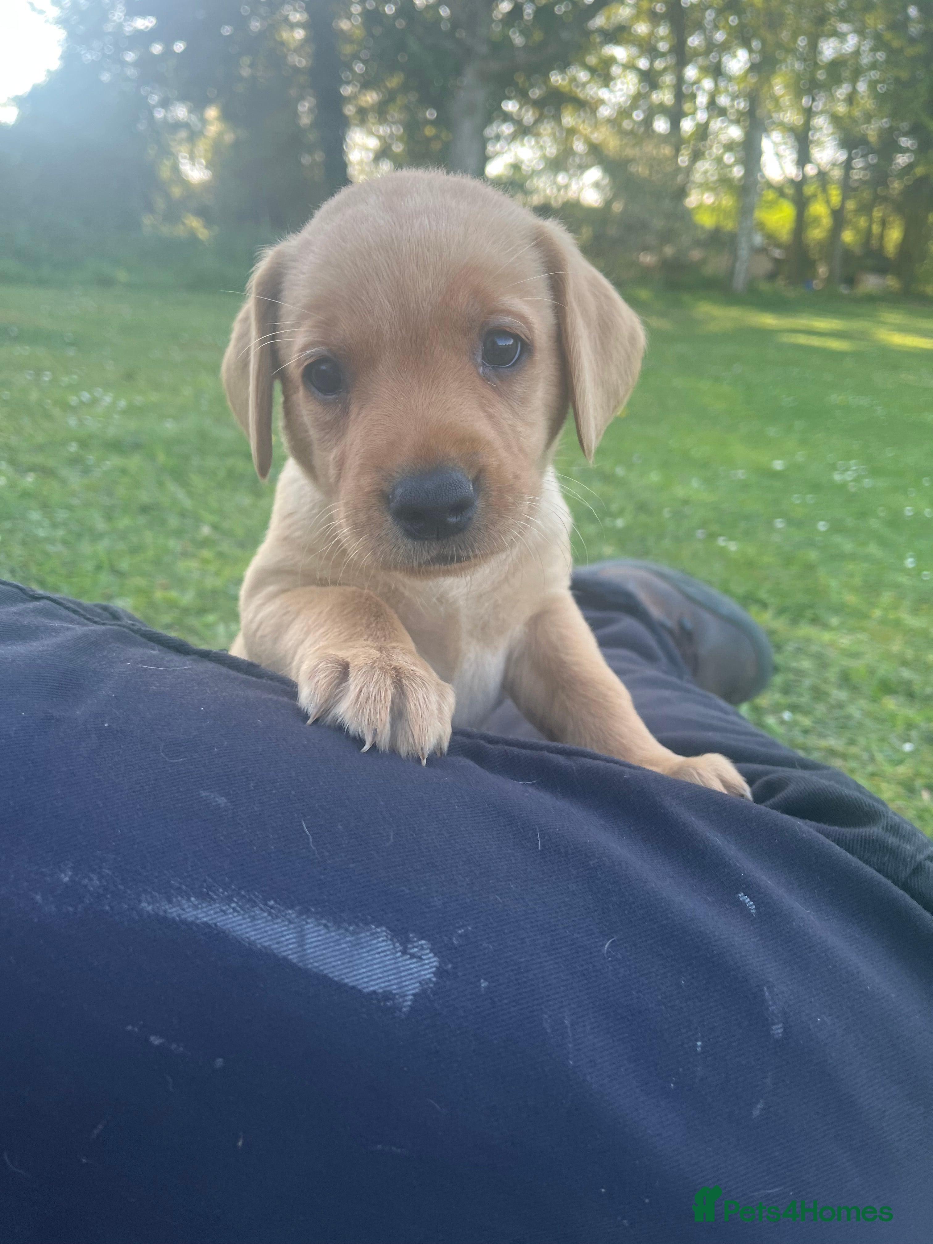 Labrador Retriever Puppy 4