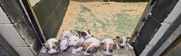 Bull Terrier dogs for sale: Eglish bullterriers pups for sale - Advert 8