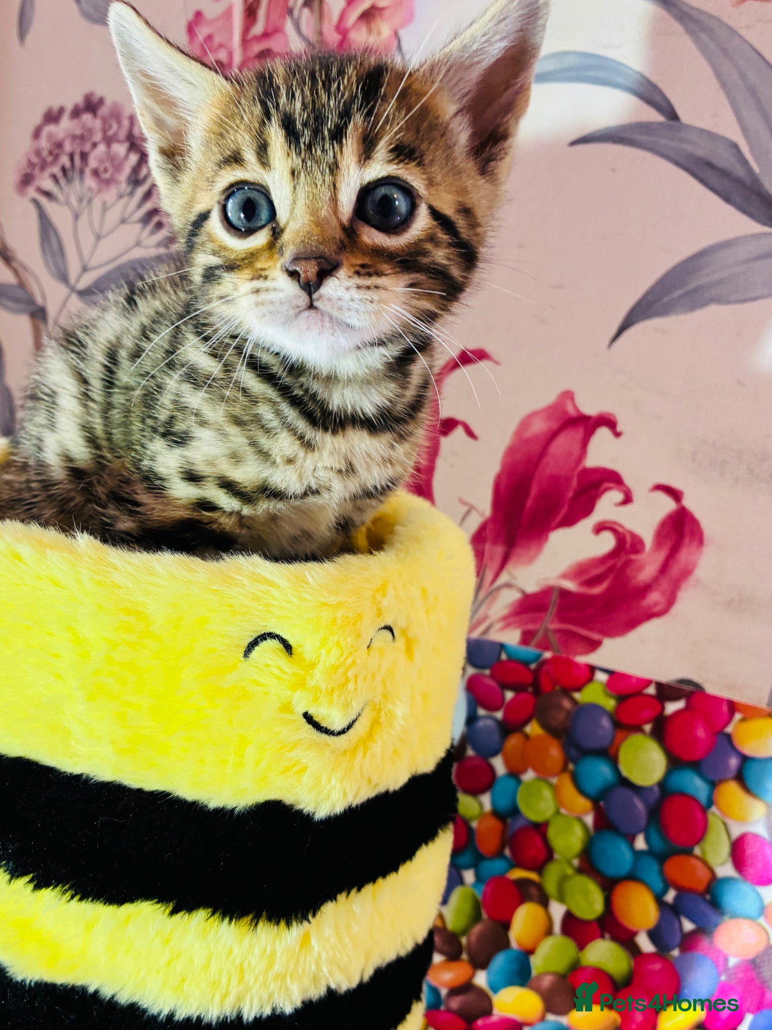 Bengal cats Amazing Bengal kittens  - Advert 2