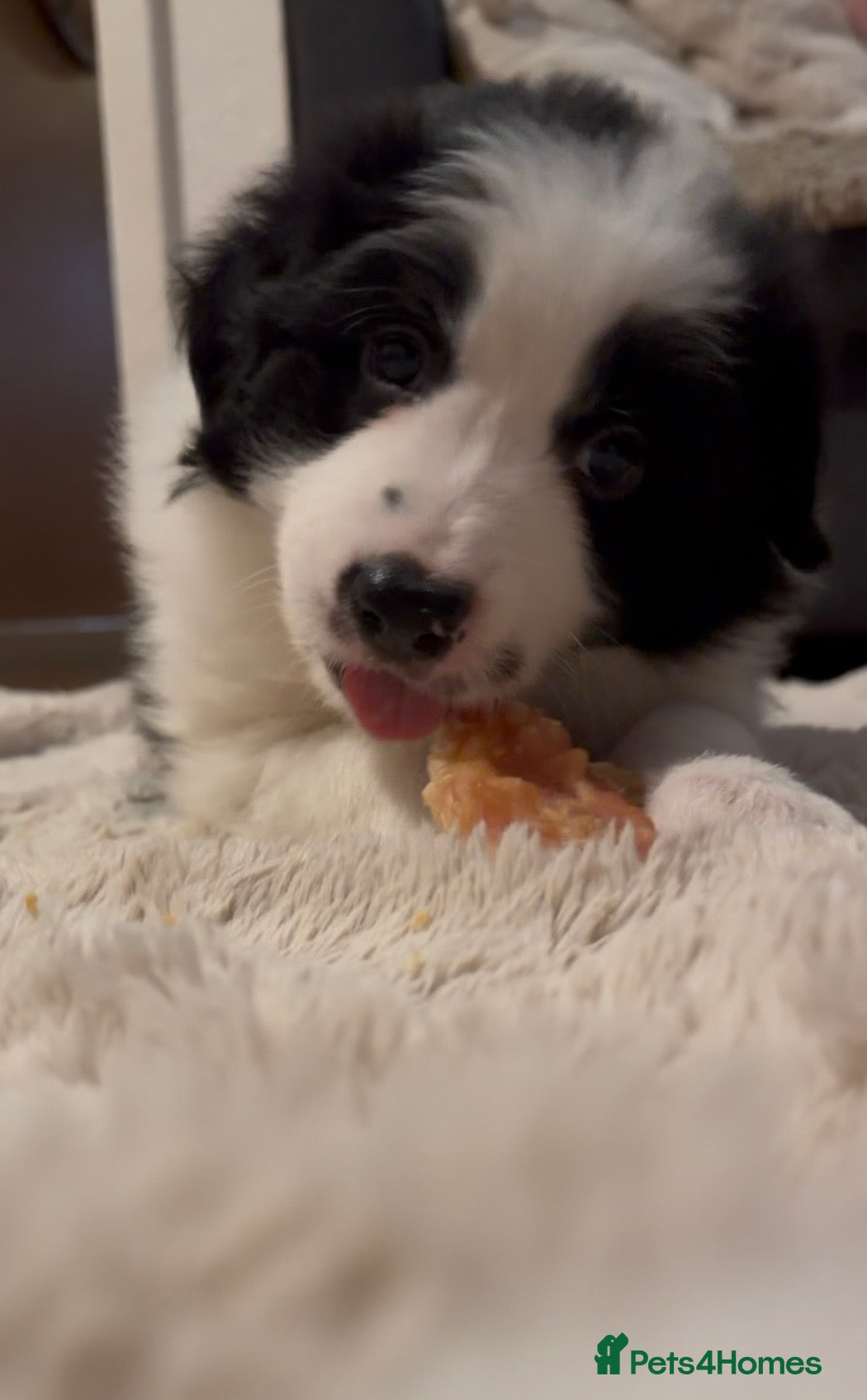 Border Collie dogs International champion show line, only 2 left - Advert 2