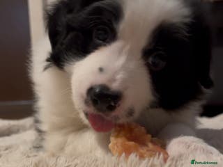 Border Collie dogs International champion show line, only 2 left - Advert 3