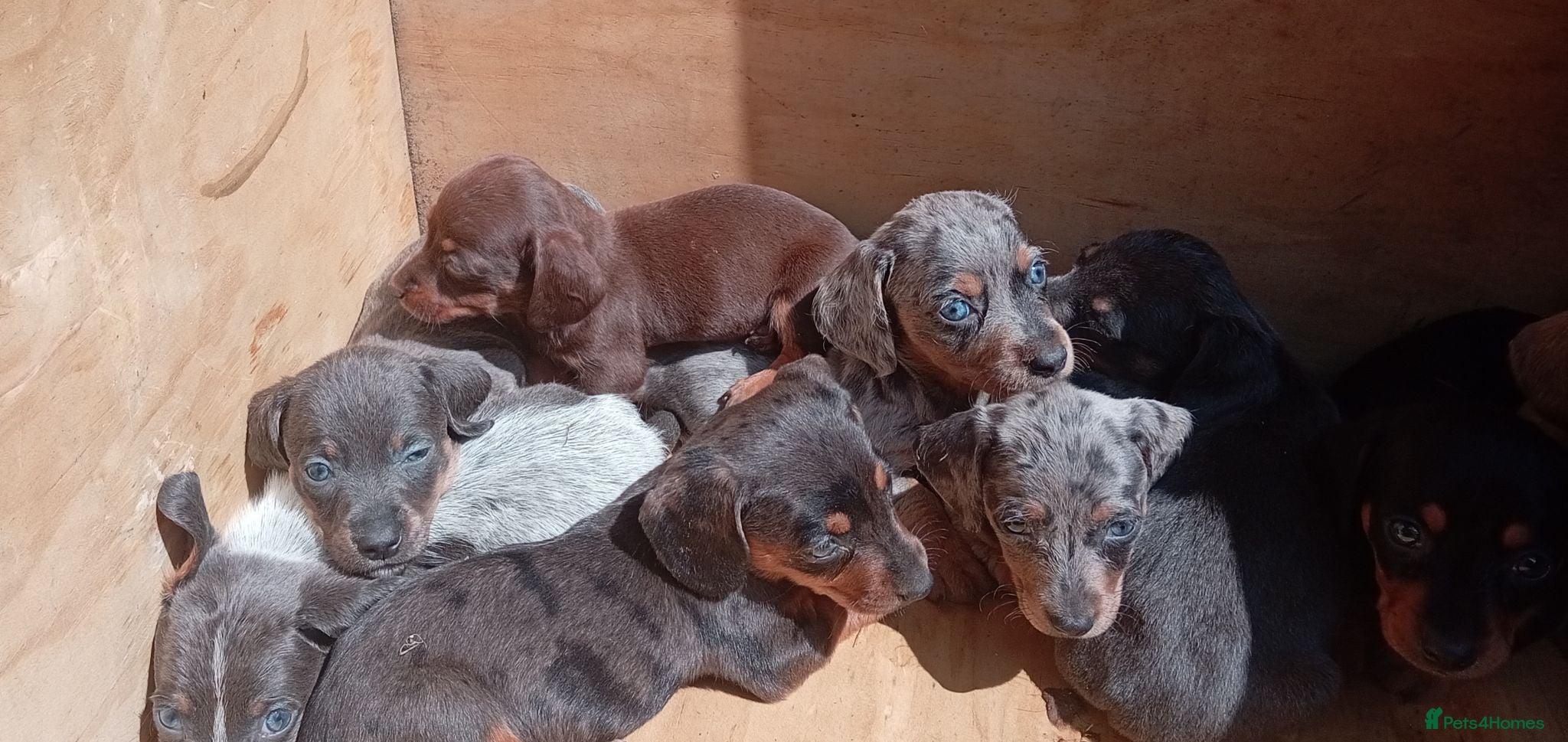 Miniature Dachshund dogs Miniature dachshund  - Advert 6