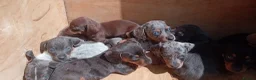 Miniature Dachshund dogs for sale: True Miniature dachshund last boy last girl  - Advert 7