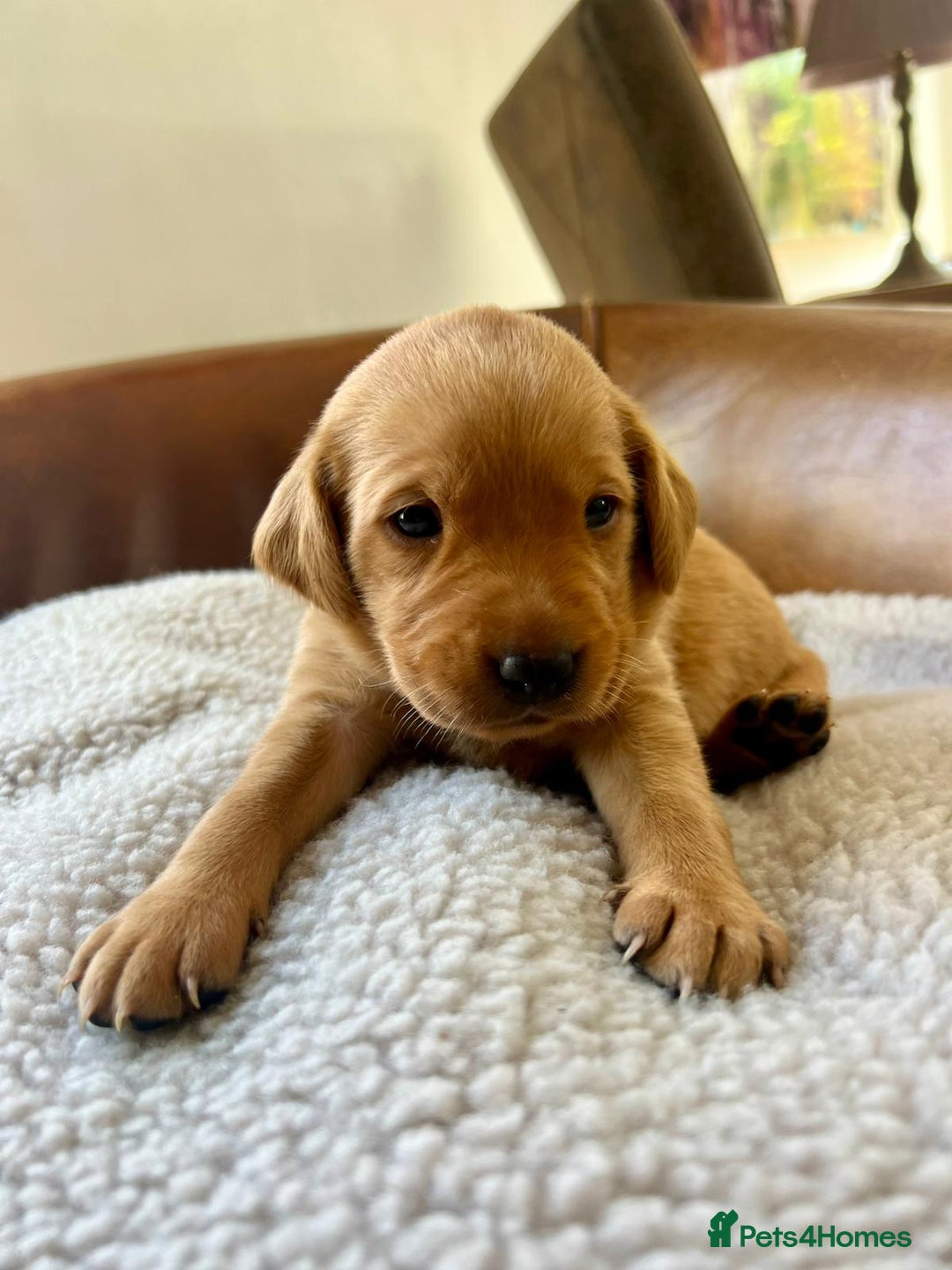 Labrador Retriever dogs for sale: 8 Fox Red/Black Working Labradors - Image 1