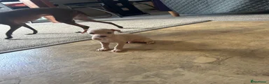 Italian Greyhound 2
