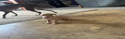 Italian Greyhound dogs for sale: Two beautiful Family Italian Greyhound Puppies   - Advert 6