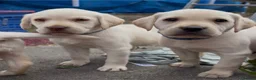 Labrador Retriever dogs for sale: ✨beautiful chunky pedigree Labradors✨ - Advert 4