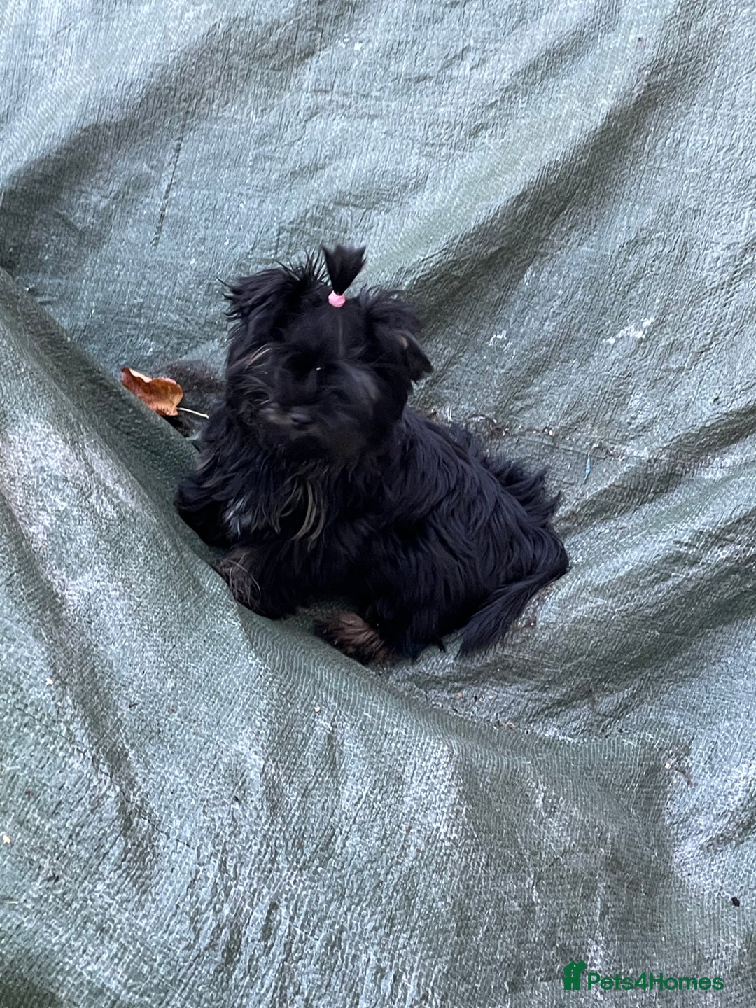 Yorkshire Terrier dogs for sale: 🥰🥰Yorkshire Terrier black tan🐶🐶 - Advert 17