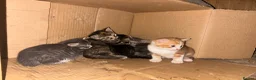 Mixed Breed cats for sale: Beautiful litter of active and playful farm kitten - Advert 4