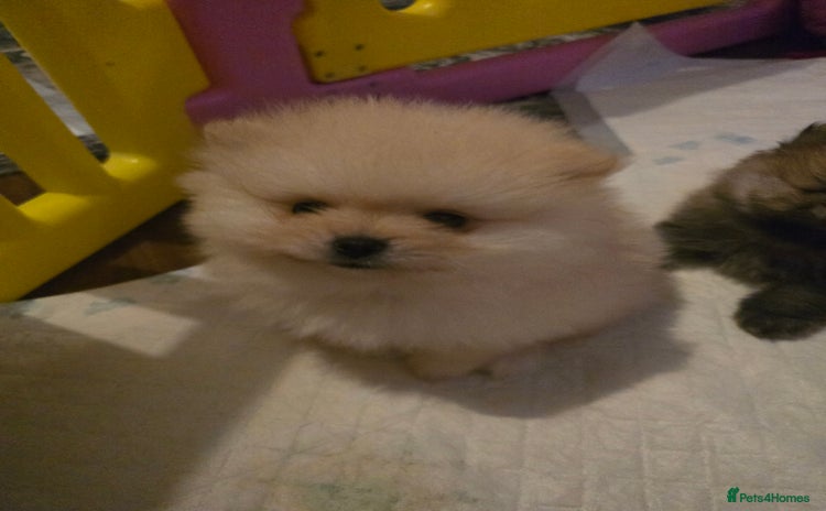Pomeranian dogs - Advert 1