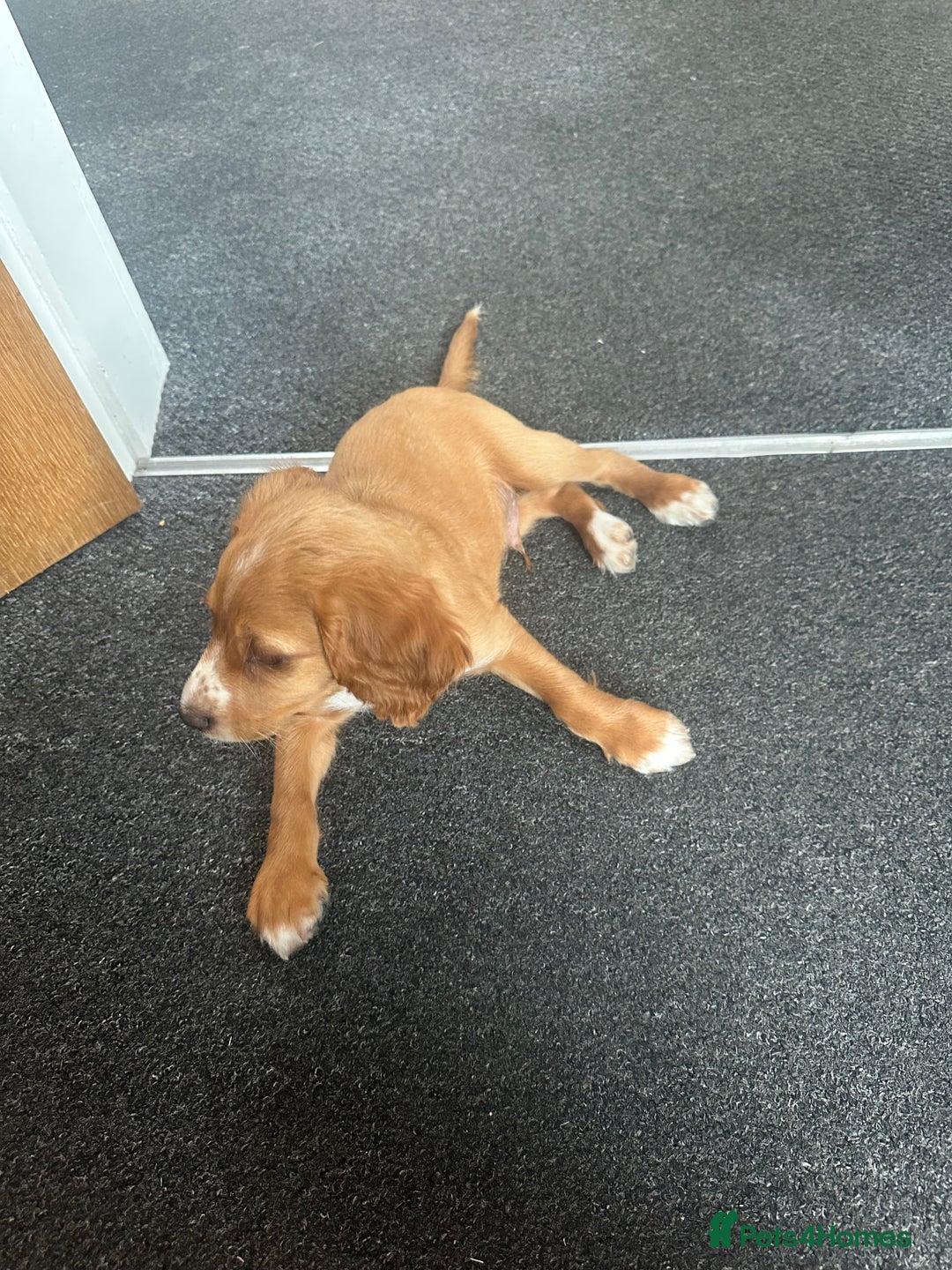 Cocker Spaniel dogs for sale: Cocker spaniel puppy - Image 3