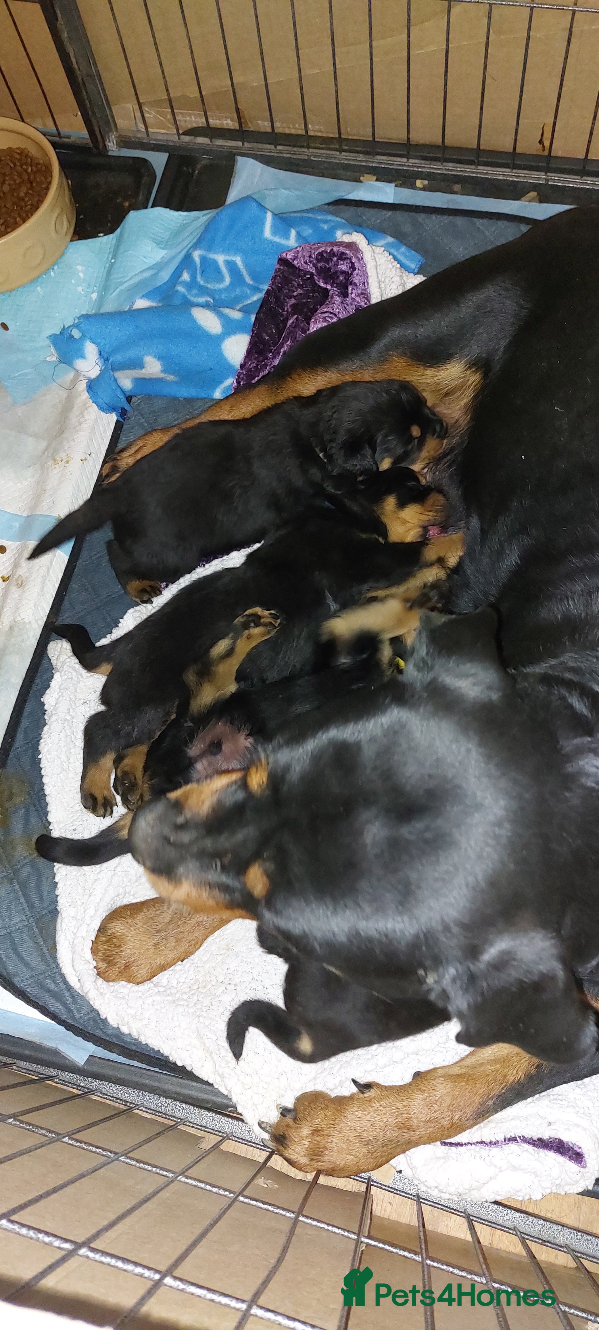 Rottweiler dogs Kc registered chunky pups - Advert 1
