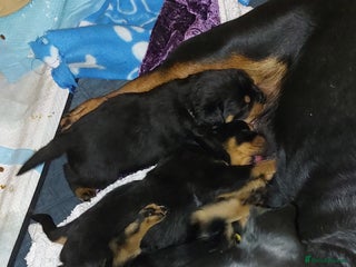 Rottweiler dogs Kc registered chunky pups - Advert 15