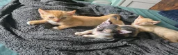 Sphynx cats for sale: Sphynx / Devon Rex Mix Kittens Ready Homes - Advert 35
