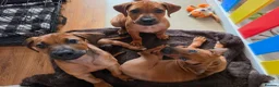 Rhodesian Ridgeback dogs for sale: KC Registered Rhodesian Ridgeback Puppies - Advert 2
