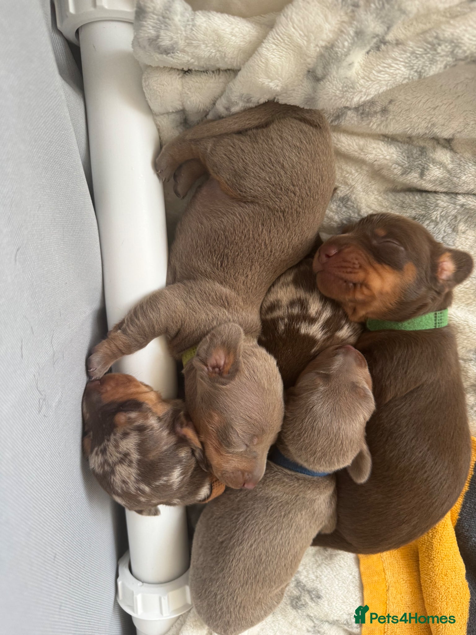 Miniature Dachshund dogs Miniature Dachshunds for sale  - Advert 11