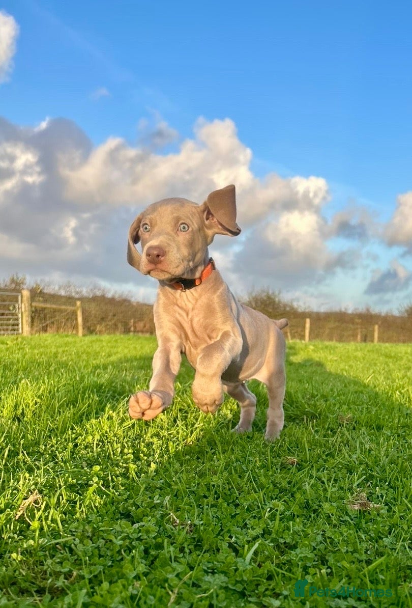 Weimaraner dogs Weimaraner Puppies 2 GIRLS LEFT READY THIS WEEKEND - Advert 1