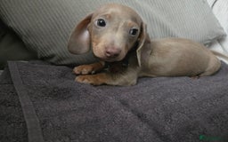 Miniature Dachshund dogs for sale: REDUCED !! Miniature dachshund puppies kc reg   - Image 2