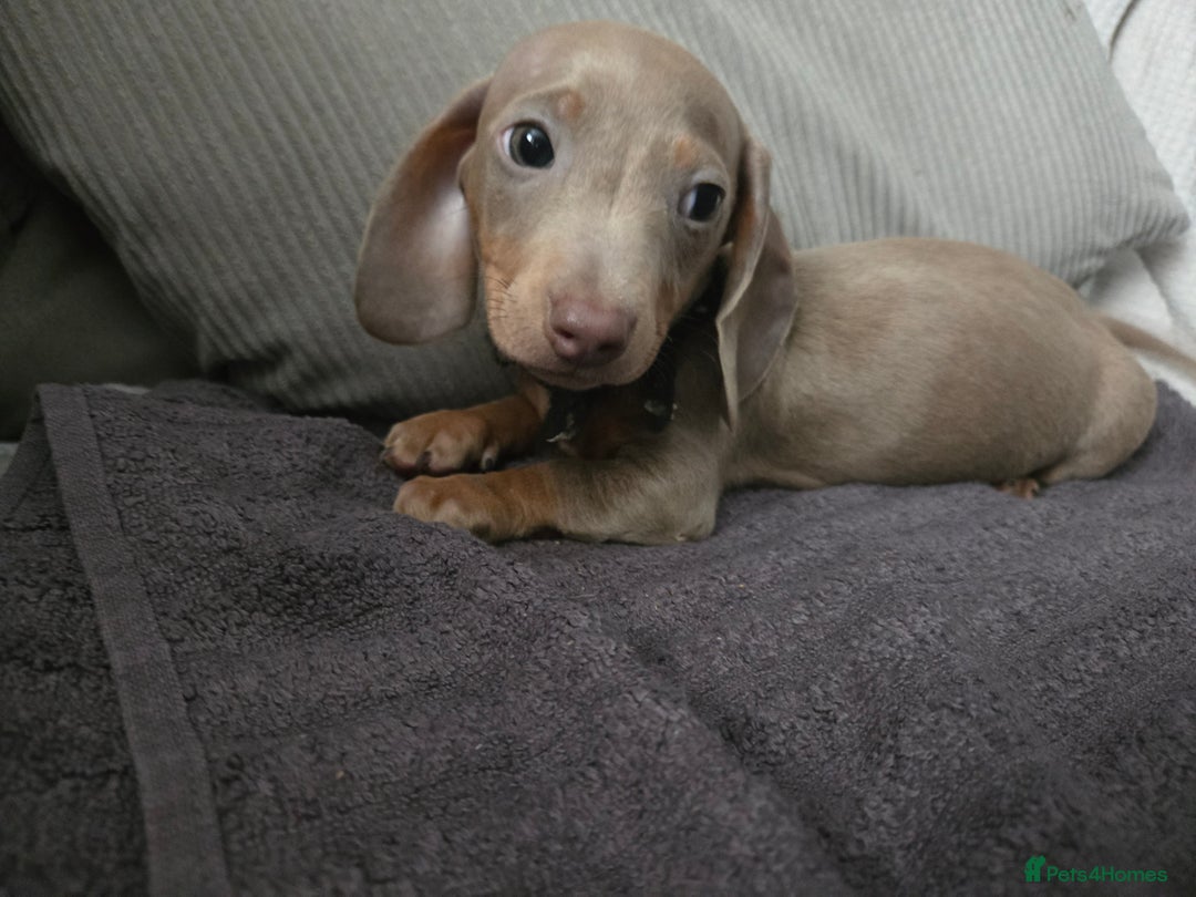 Miniature Dachshund dogs for sale: REDUCED !! Miniature dachshund puppies kc reg   - Image 2