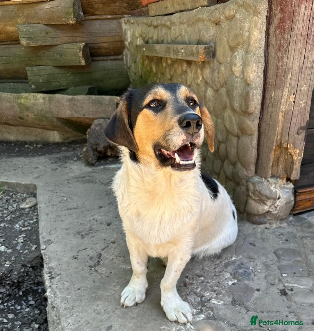 Mixed Breed dogs for adoption: 💙🐶 CASPER 🐶💙 - Image 13