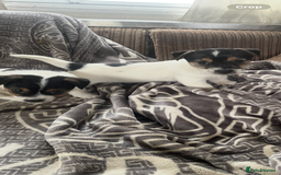 Jack Russell dogs for sale: Jack Russell 2 girls 1 boy - Advert 3