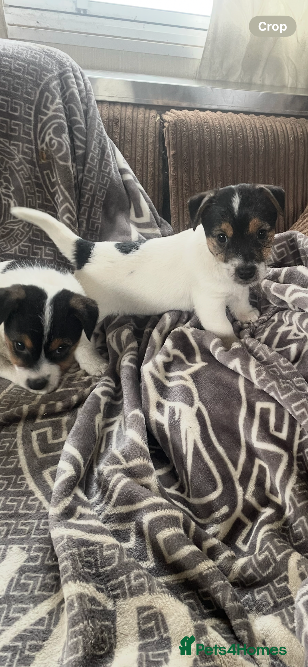 Jack Russell dogs for sale: Jack Russell 2 girls 1 boy - Advert 3
