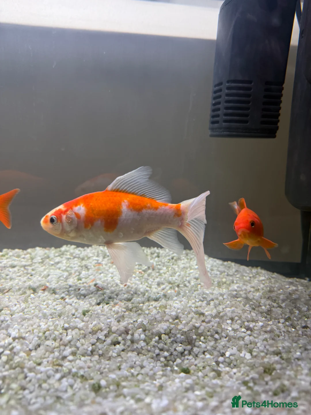 Goldfish fish for sale: 3 Goldfish  - Advert 2