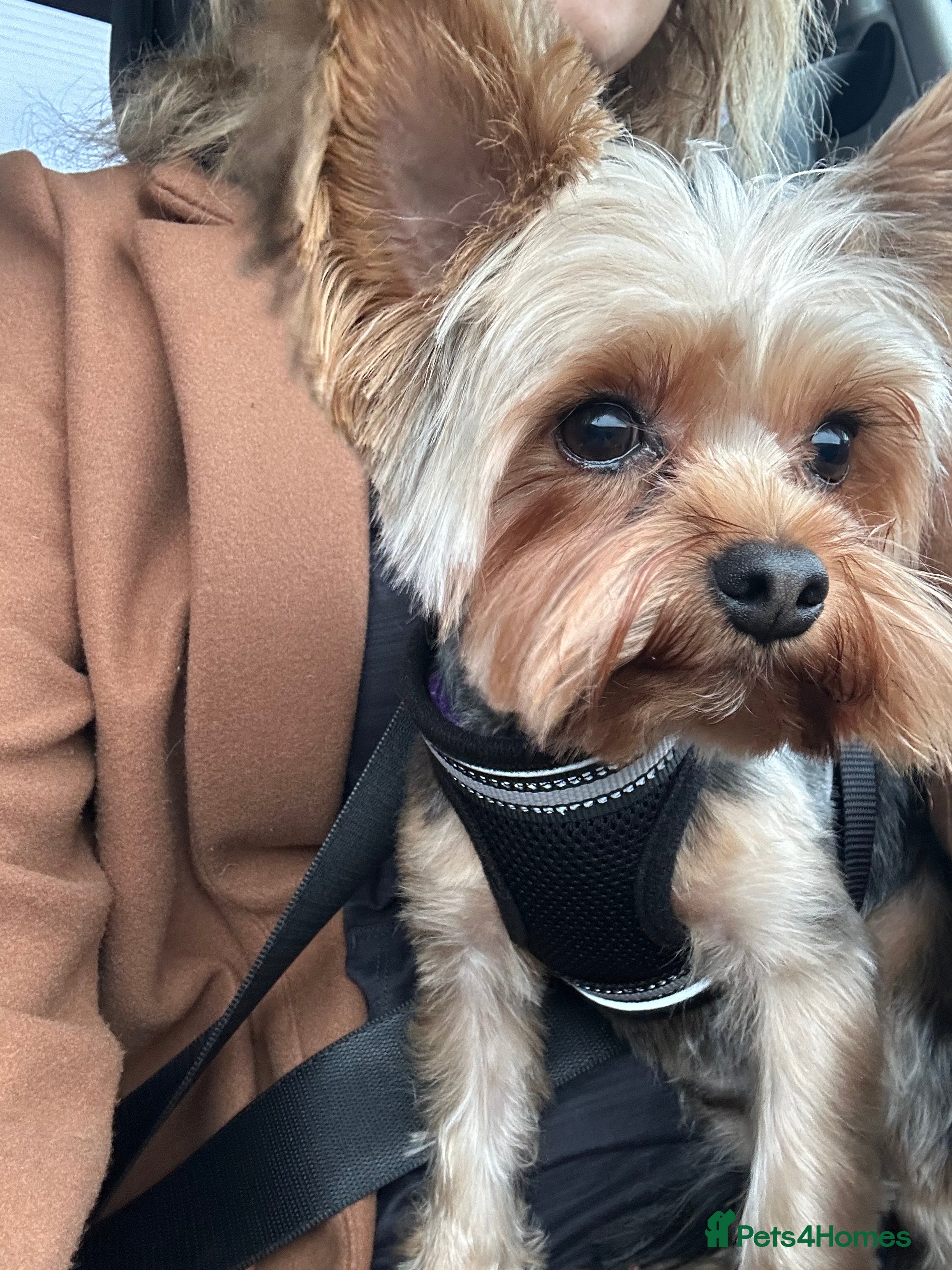 Yorkshire Terrier dogs Yorkshire terrier  - Advert 1