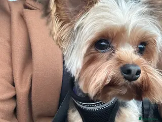 Yorkshire Terrier dogs Yorkshire terrier - Advert 2