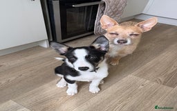 Mixed Breed dogs for sale: Smooth collie puppy - Image 2