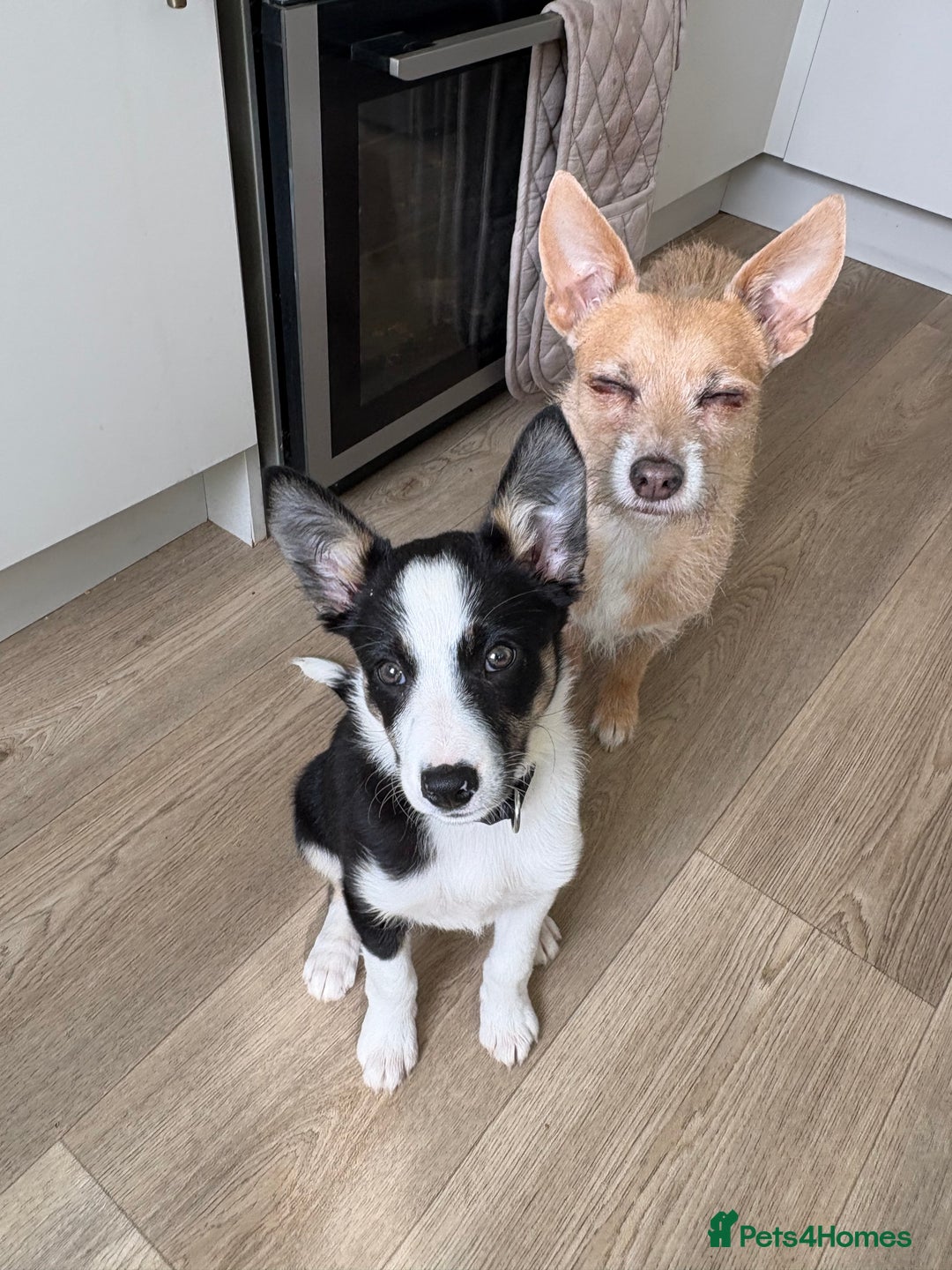 Mixed Breed dogs for sale: Smooth collie puppy - Image 2