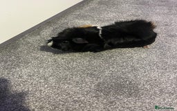 Guinea Pig rodents for sale: 2 male guinea pigs  - Image 2