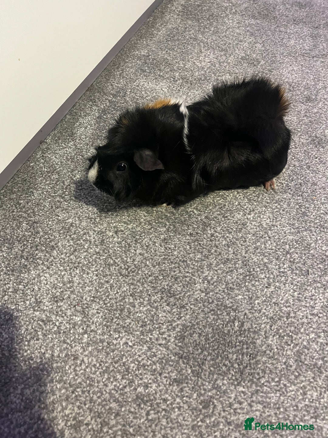 Guinea Pig rodents for sale: 2 male guinea pigs  - Image 2