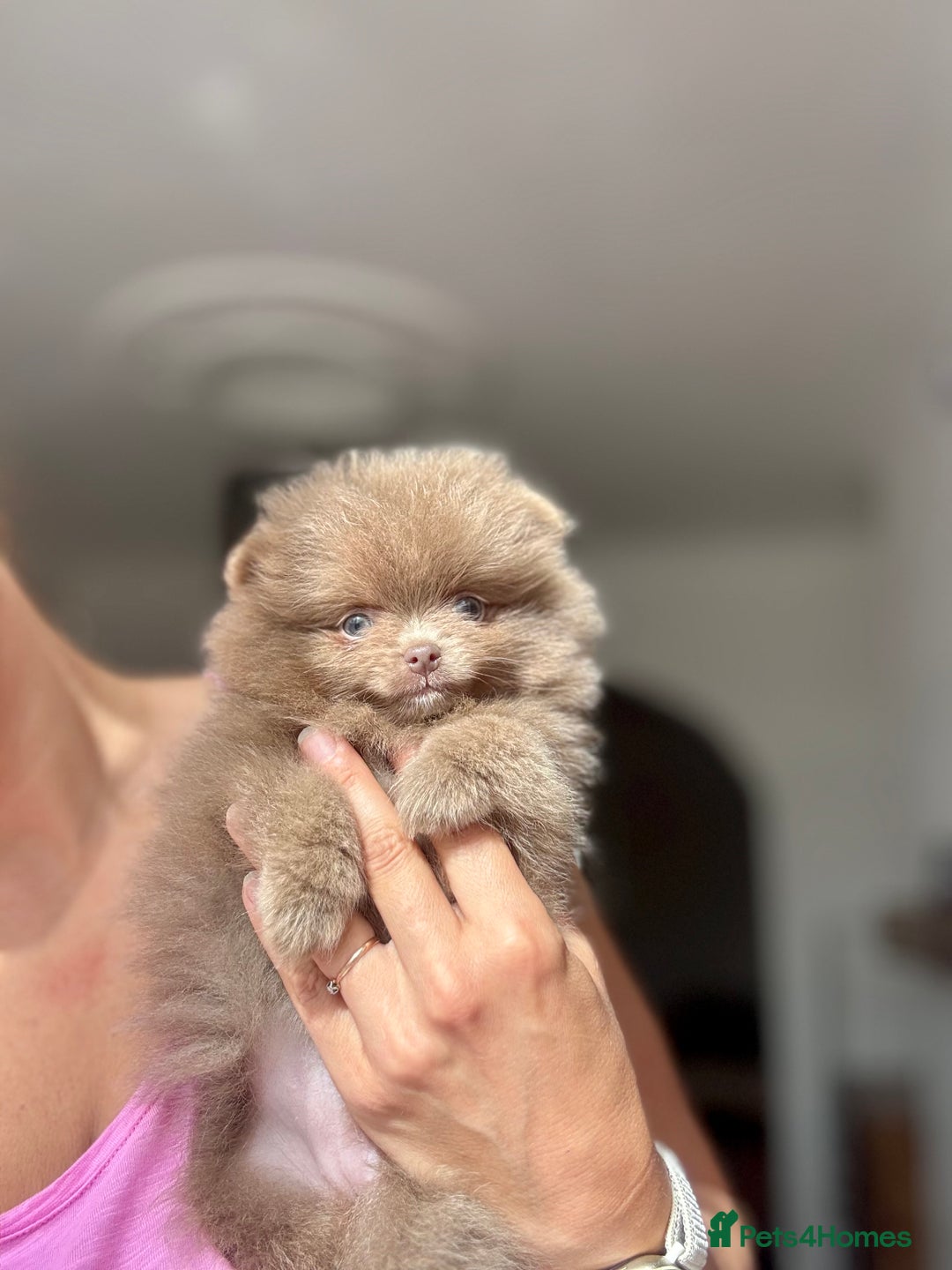 Pomeranian dogs for stud: 1.8kg Tiny Choco Carry Tan Blue Lilac DNA tested in Rotherham - Image 37