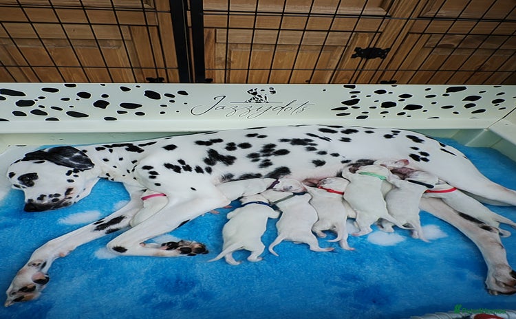 Dalmatian dogs - Advert 5