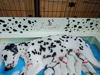 Dalmatian dogs - Advert 19