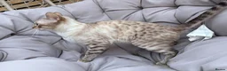 Bengal cats for sale: SNOW BENGAL FEMALE LOOKING FOR HER NEW HOME  in Glasgow - Advert 4