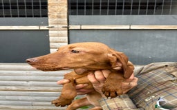 Hungarian Vizsla dogs for sale: Hungarian Vizsla puppies - Image 2