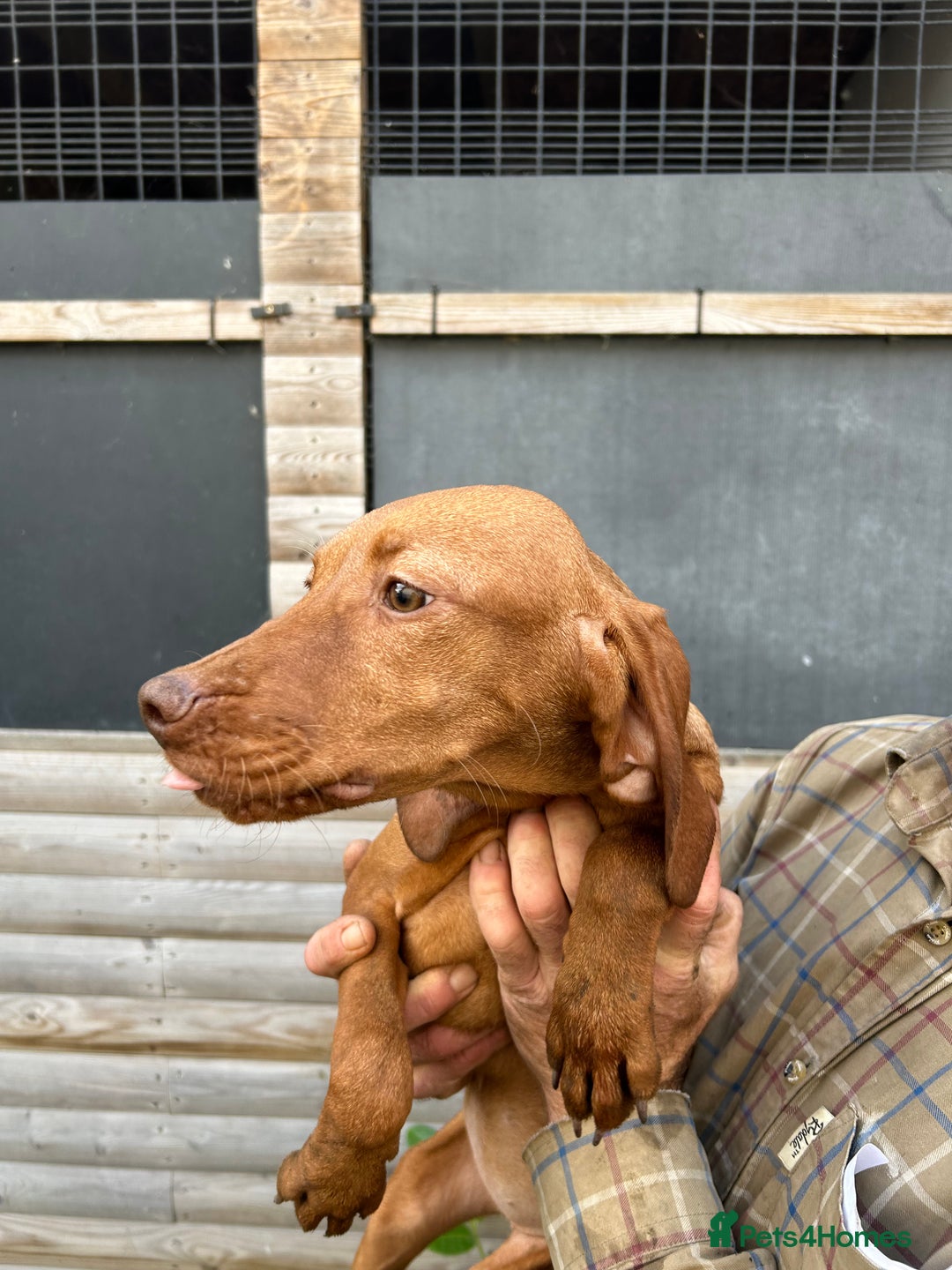Hungarian Vizsla dogs for sale: Hungarian Vizsla puppies - Image 2