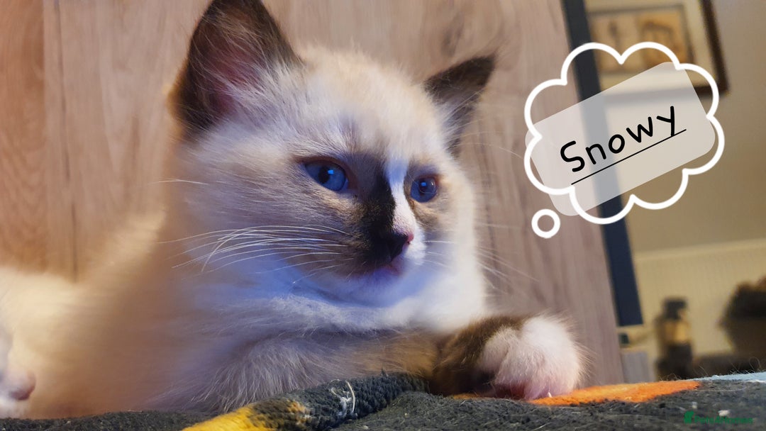 Ragdoll cats for sale: ✨🐾Ragdoll Kittens Ready for Their Loving Homes🐾✨ - Advert 4