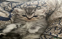 British Shorthair cats for sale: X4 beautiful British short haired kittens - Image 4