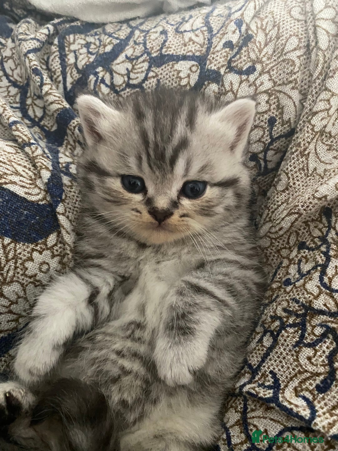 British Shorthair cats for sale: X4 beautiful British short haired kittens - Image 4