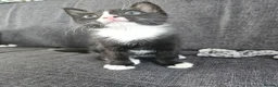 British Shorthair cats for sale: Kittens in Eastbourne - Advert 3