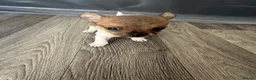 Chihuahua dogs for sale: 4 weeks  - Advert 2