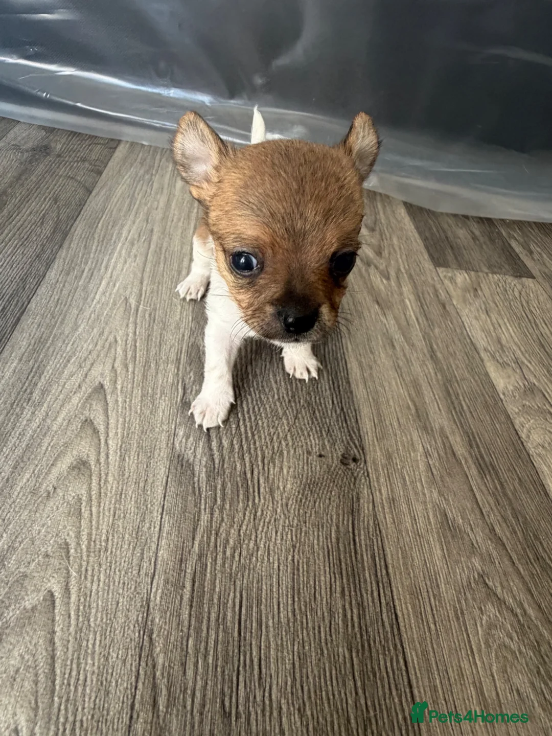Chihuahua dogs for sale: 4 weeks  - Advert 2